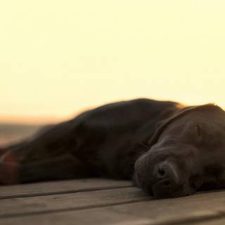 Labrador desktop HD wallpaper