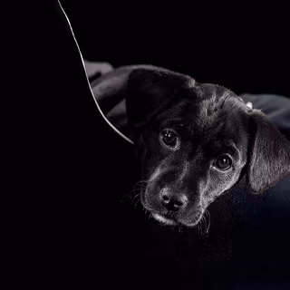 Labrador desktop HD wallpaper