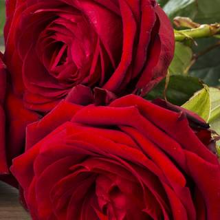 Rose phone HD wallpaper