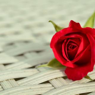 Computer 2020 rose full HD wallpaper