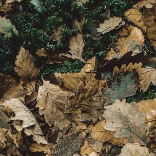 Oak leaves wallpaper