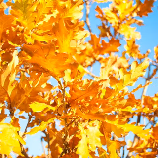 Oak leaves wallpaper