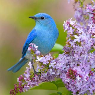 Bird with flowers wallpaper