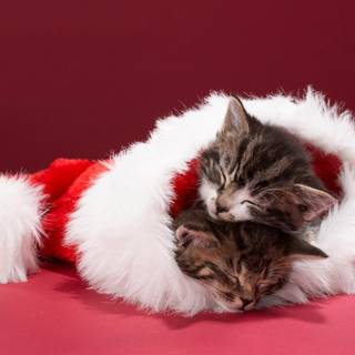 Christmas kitten desktop wallpaper