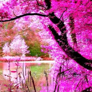 Best Android nature wallpaper