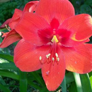 Christmas Amaryllis wallpaper