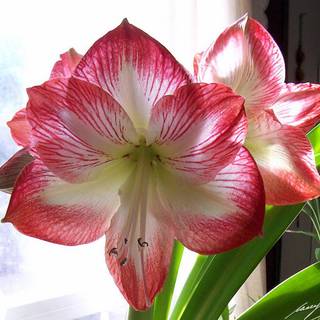 Christmas Amaryllis wallpaper