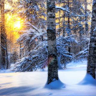 Softness beauty winter wallpaper