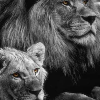 Black lion mobile wallpaper