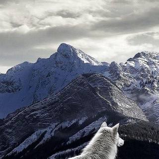 Cool wolves iPhone wallpaper