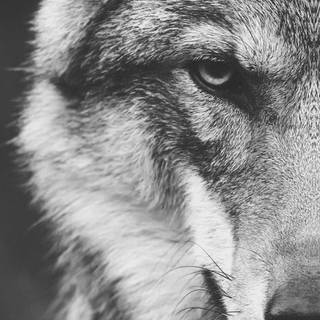 Cool wolves iPhone wallpaper