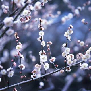 Winter flowers desktop wallpaper