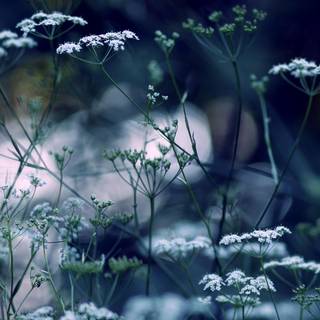 Winter flowers desktop wallpaper