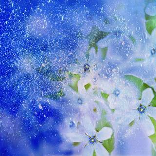 Winter flowers desktop wallpaper