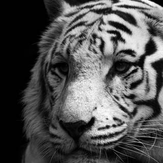 Black and white tigers wallpaper