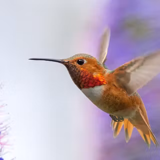 Hummingbirds and lilacs wallpaper