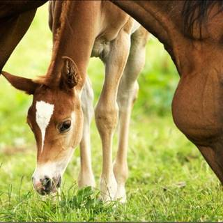 Mare and foal wallpaper