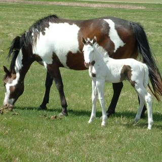 Mare and foal wallpaper
