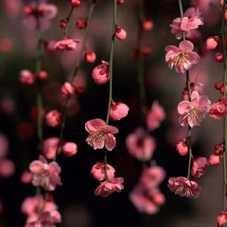 Floral aesthetic desktop wallpaper