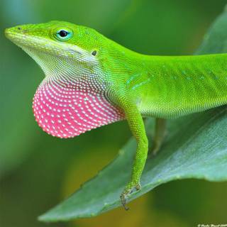 Green anole arboreal lizard wallpaper