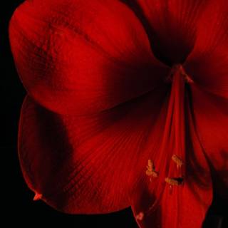 Red rose macro wallpaper