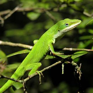 Green anole arboreal lizard wallpaper