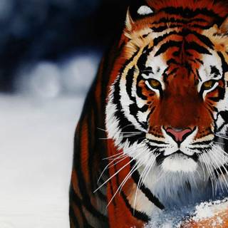 Desktop tiger 4k wallpaper