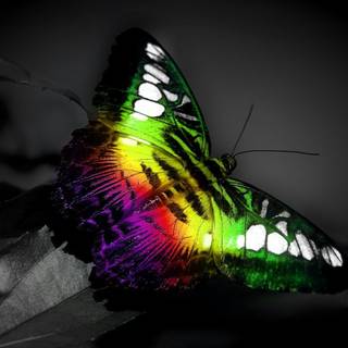 Rainbow butterfly wallpaper