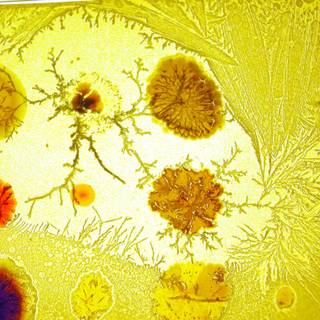 Micro organisms computer wallpaper