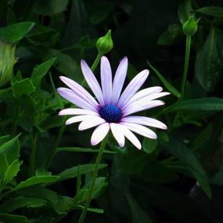 Green coneflowers wallpaper