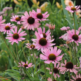 Green coneflowers wallpaper