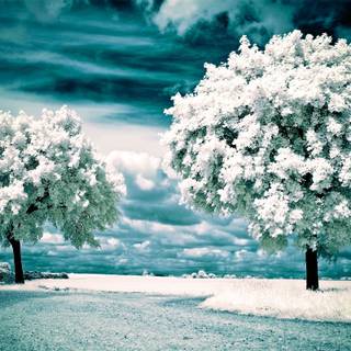 Texas landscape winter wallpaper