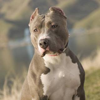 XL Bully dog wallpaper