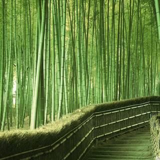 Green bamboo forest wallpaper
