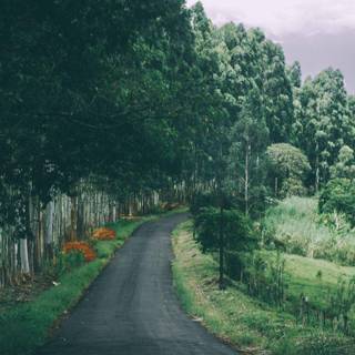 Natural road mobile wallpaper