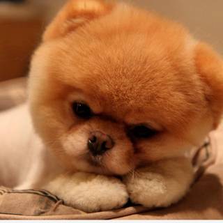 Small cute dogs wallpaper