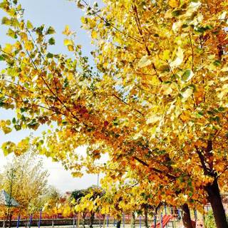 Reminiscence autumn forest wallpaper