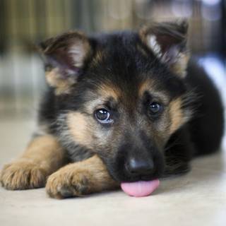 German Shepherd pups wallpaper