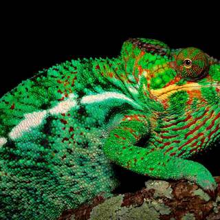 Panther chameleons wallpaper