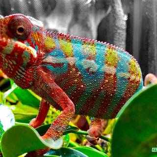 Panther chameleons wallpaper