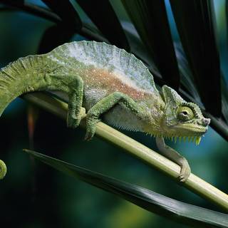 Panther chameleons wallpaper