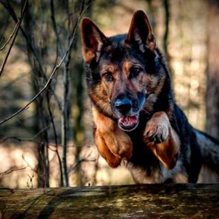 German Shepherd Chirstmas wallpaper