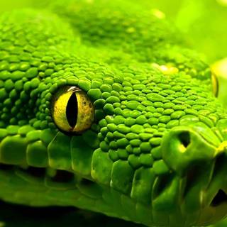 Snakes cute wallpaper