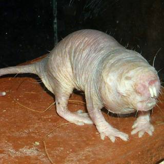 Naked mole-rat wallpaper