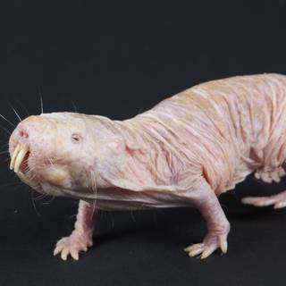 Naked mole-rat wallpaper