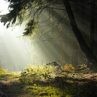 Forest landscape wallpaper