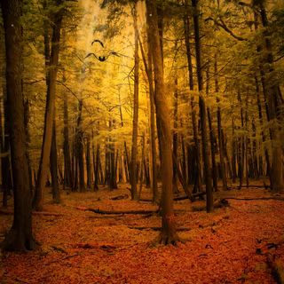 Forest landscape wallpaper