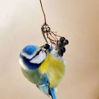 Bird phone wallpaper