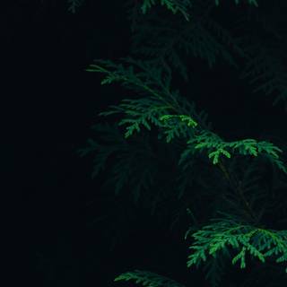 Dark iPhone wallpaper