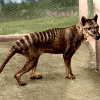 Tazmanian tiger wallpaper